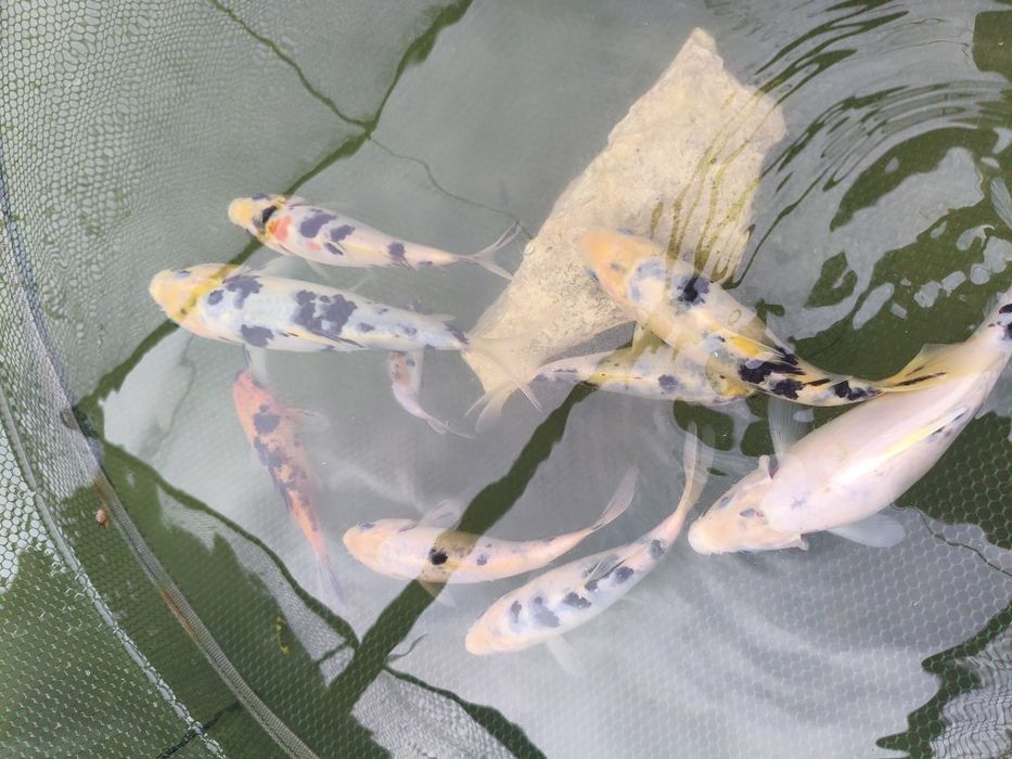 Vendo Carpas koi