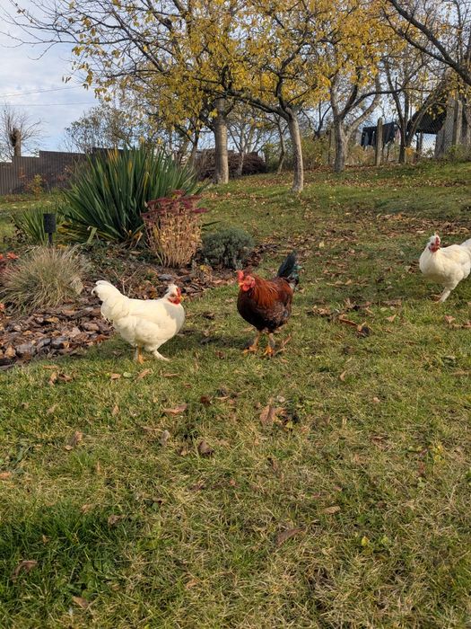 півень молодий півник