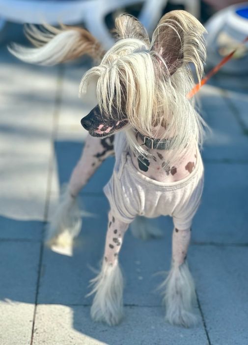 Grzywacz chiński łysy