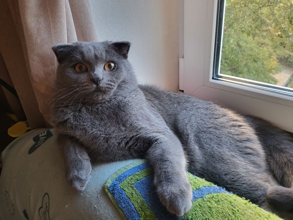 Вязка Шотландский вислоухий  Скоттиш  Фолд