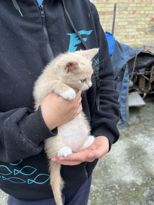 Віддам котеня, 1,5 місяці