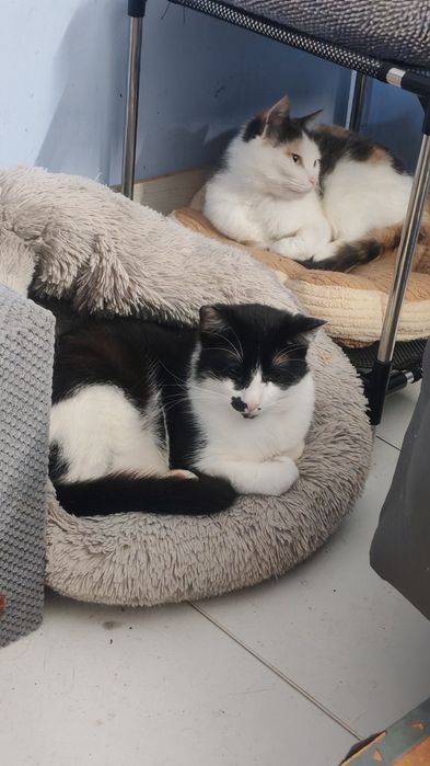 Котейки  в добрые руки