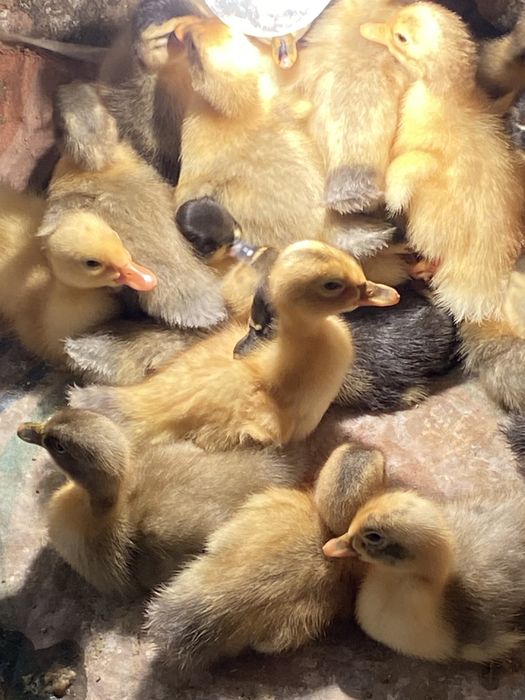 Качки башкирка, фаворит, біла.