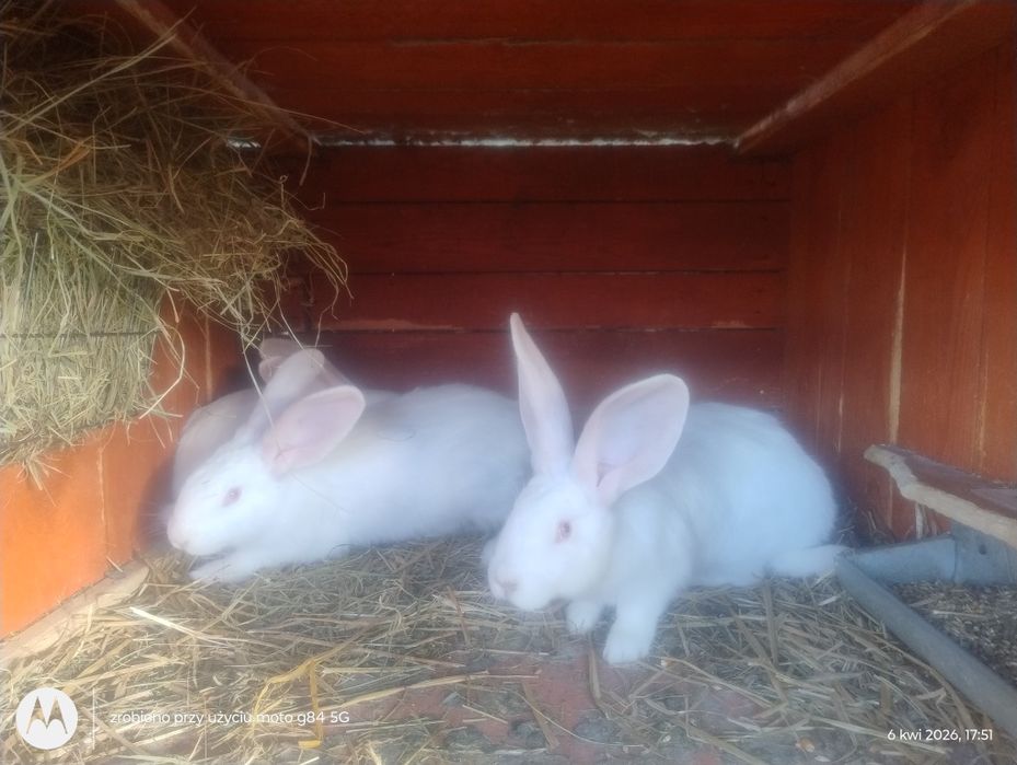 Króliki hodowlane- mięsne