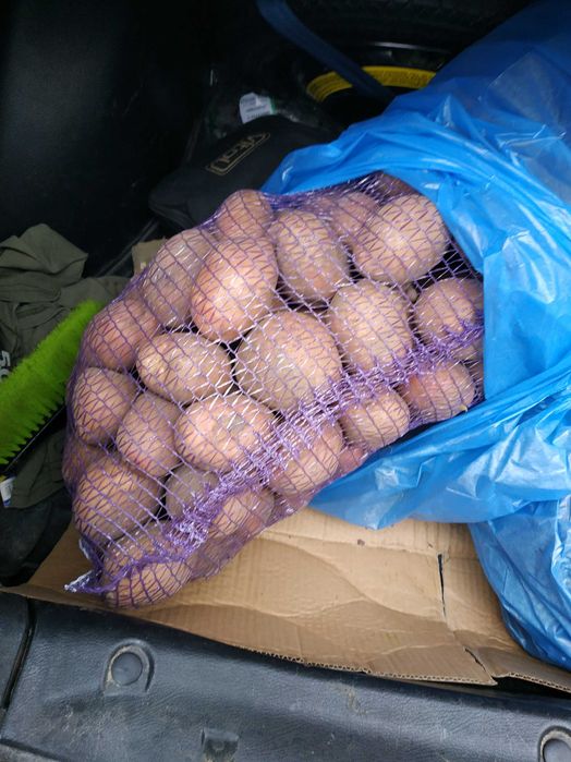 Картопля домашня біла роса, фіолетова, солоха, ланорма