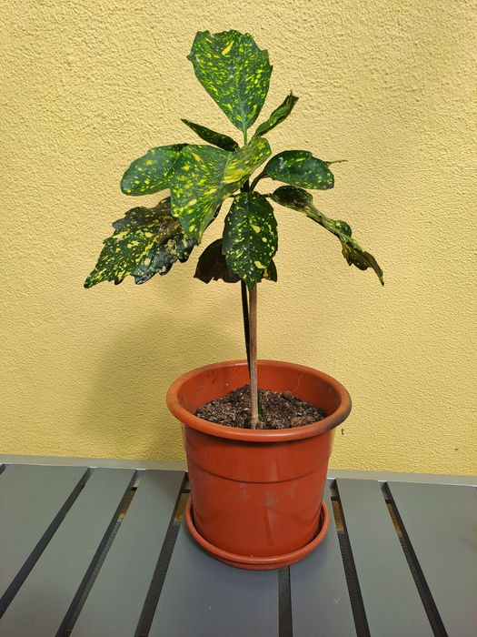 Loureiro do Japao / Aucuba japónica