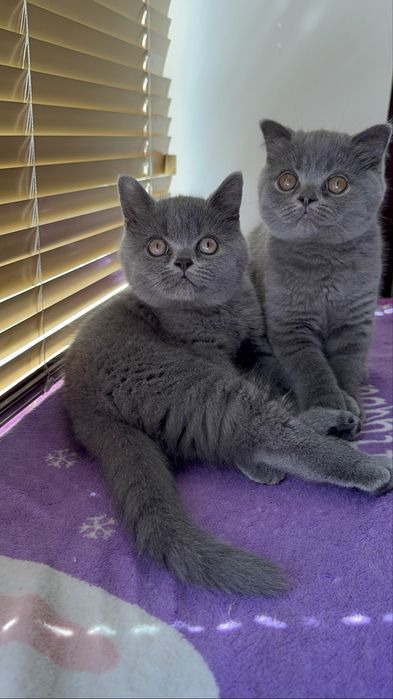 Шотландські кошенята/Scottishkittens/