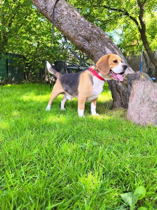 Szczeniak rasy Beagle