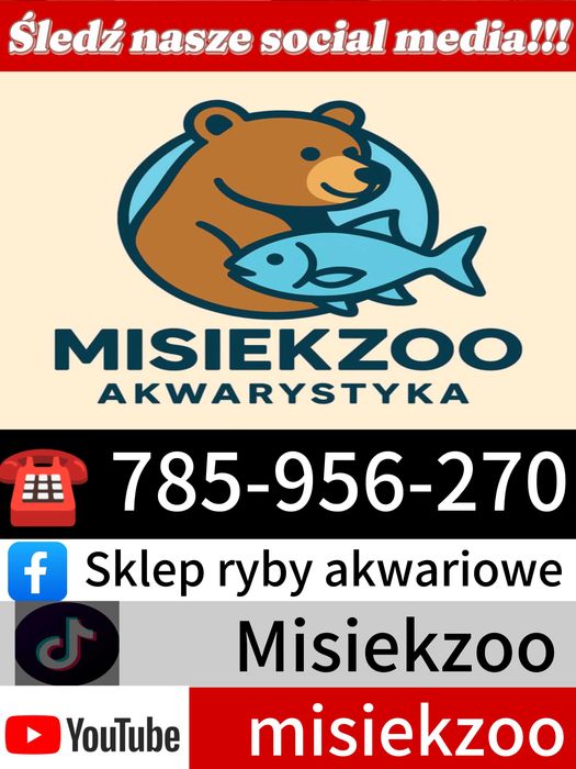 MISIEKZOO kąsaczowate Neon czerwony