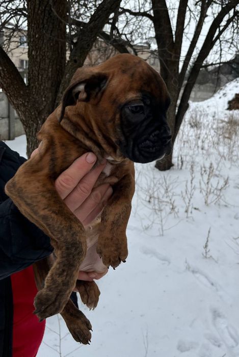 Цуцетяна/щенки  німецького боксера