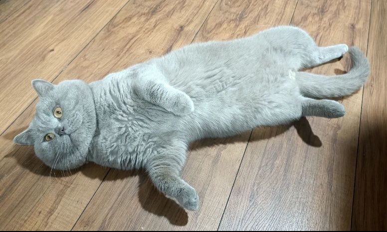 Вязка Кот Британец