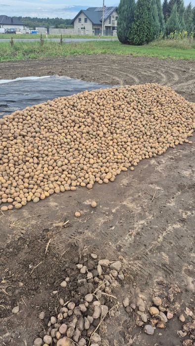 Sprzedam sadzieniak denar