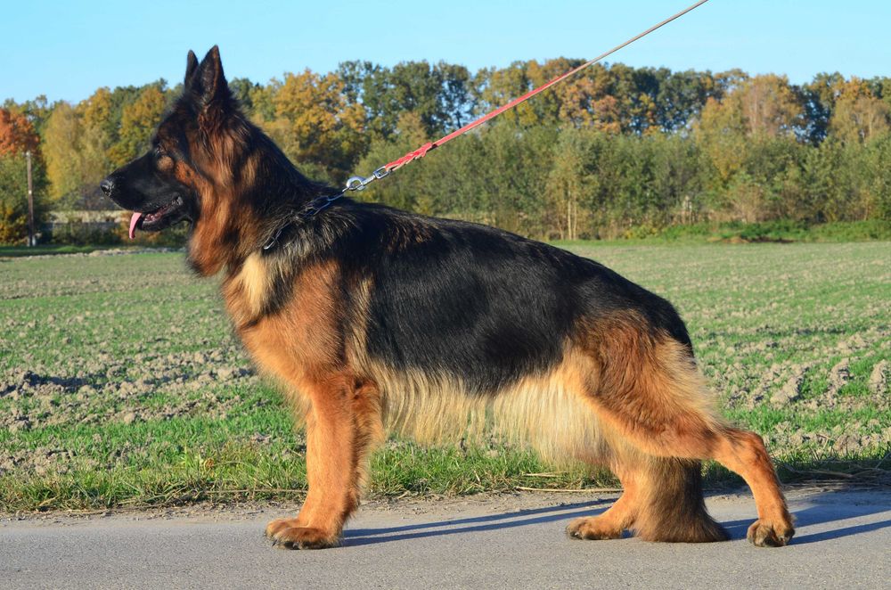 Owczarek Niemiecki Długowłosy SPRZEDAŻ!