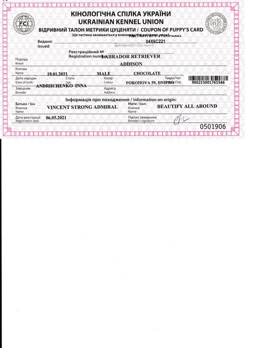 В'язка чистокровний лабрадор шоколадний кобель 4роки