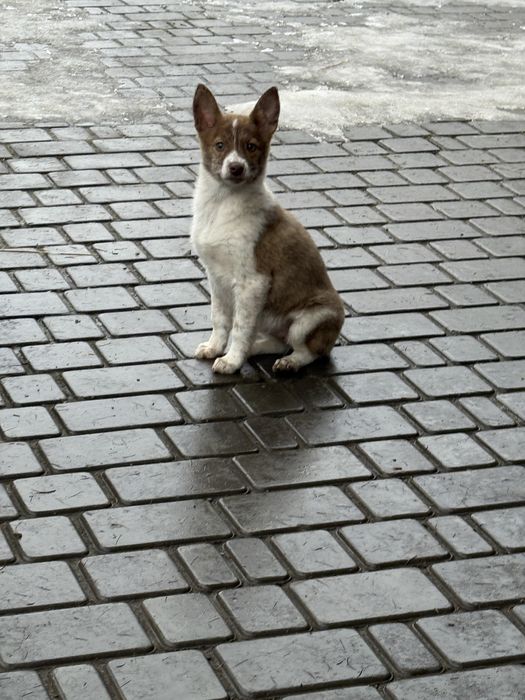 Прилаштовується цуцик