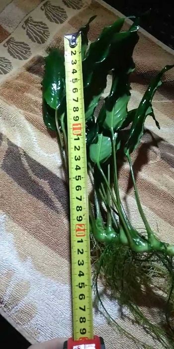 Анубіас Глабра та Бартера