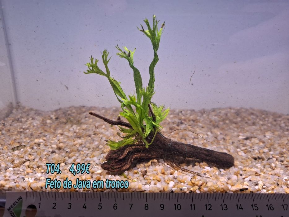 Fetos /Feto de Java em tronco pequeno (10cm) (Aquário Plantas)