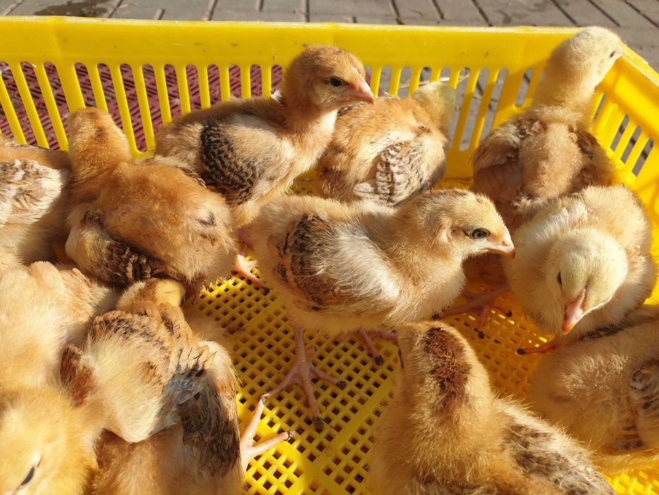 Brojler zgrodowy młody do odchowu