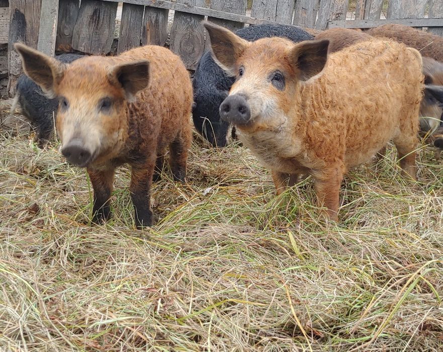 Мангалиця поросята