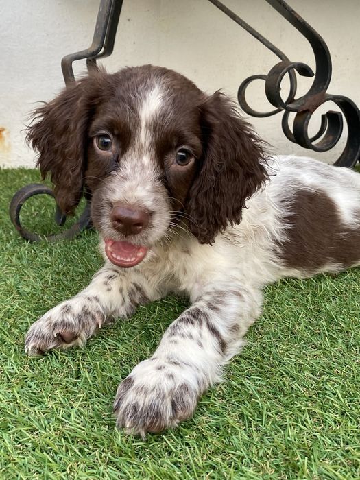 English  Spriger Spaniel