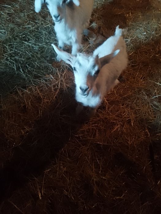 Козинята місяць ще п'ють молоко вже посуця їдять сіно  козлики від