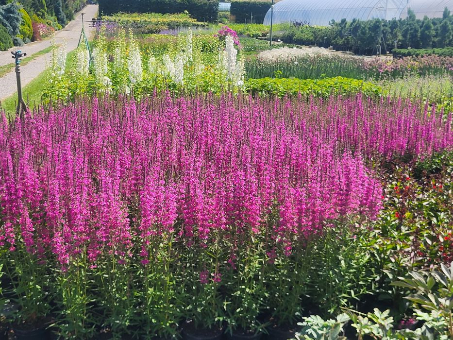 Krwawnica (Lythrum L.) , byliny, krzewy , trawy ozdobne