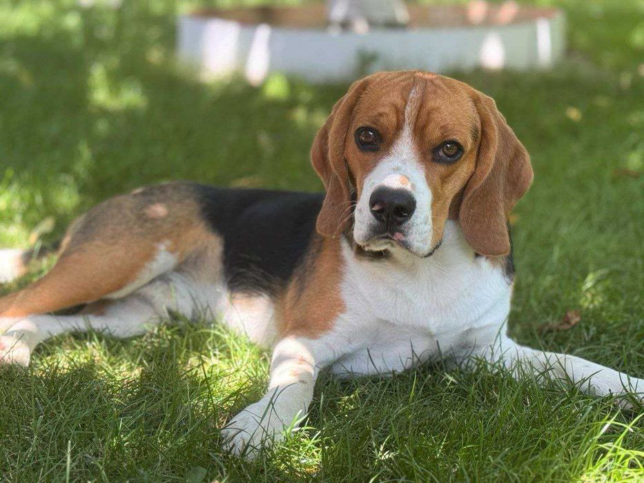 Бігль в'язка (розведення, кохання)