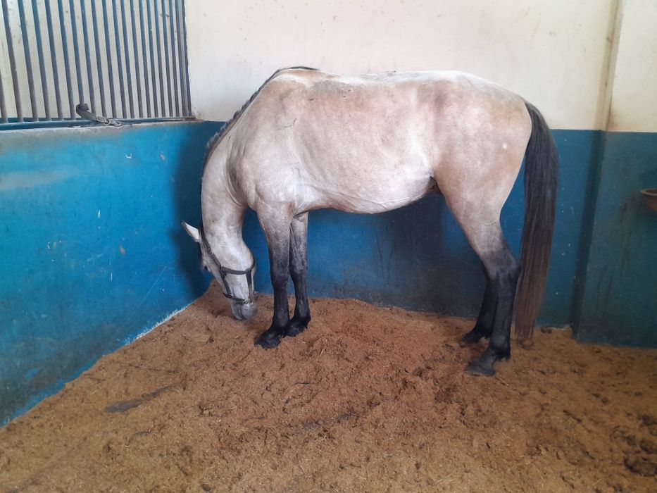 Poldro cruzado de 4 anos, filho de pai lusitano