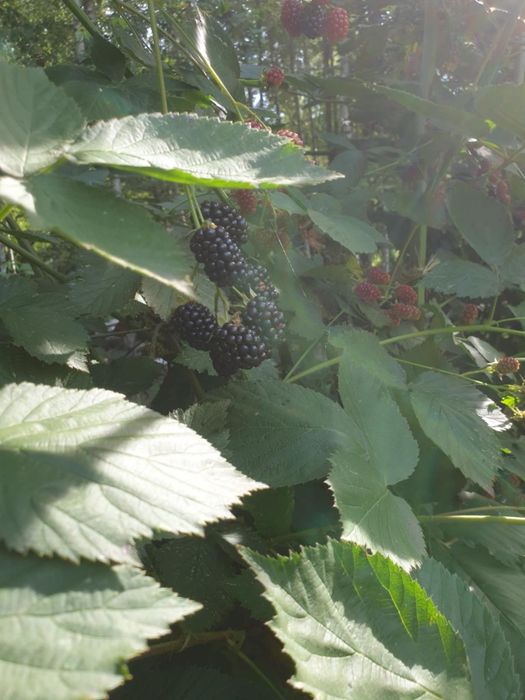 Jeżyna bezkolcowa duże sadzonki