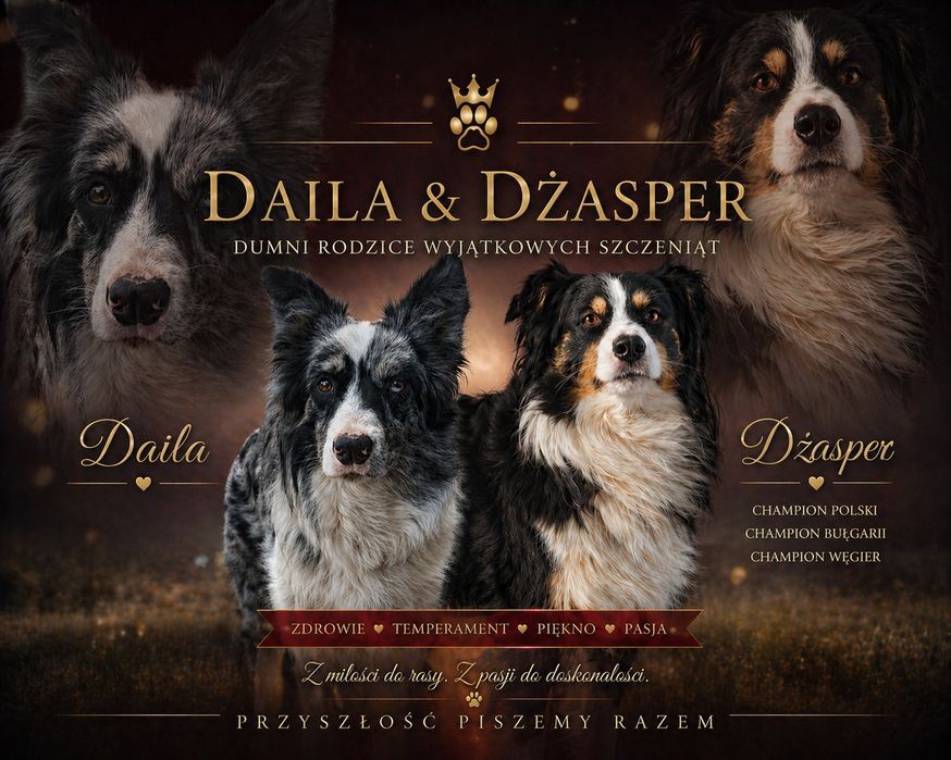 Border Collie pies