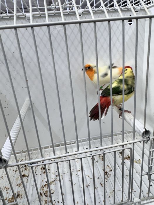 Diamantes papagaio aves 2025