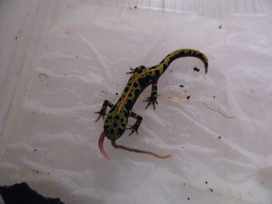 Traszka marmurkowa (Triturus marmoratus) na sprzedaż