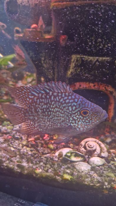 Рибки акваріумні .