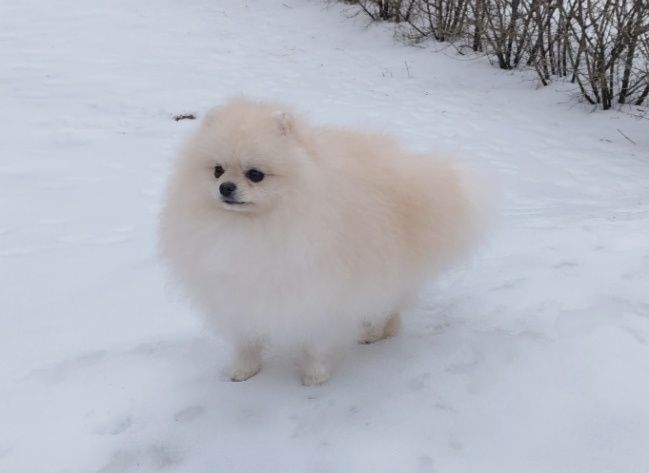 Хлопчик без недоліків