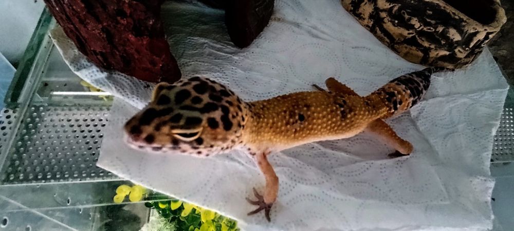 Gekon  lamparci samiec