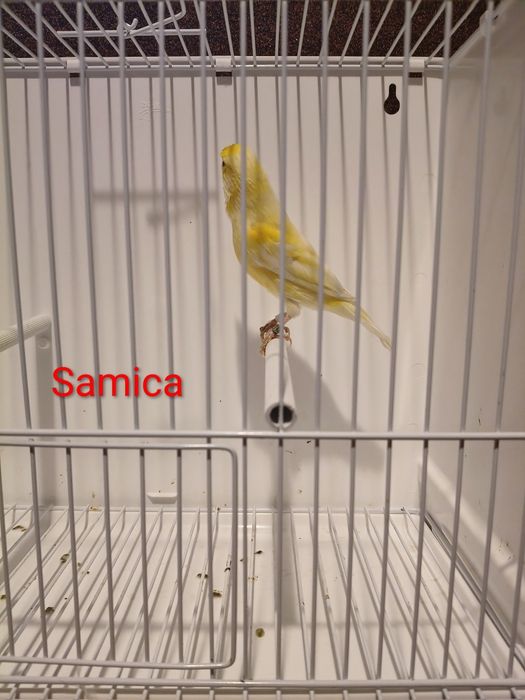 Sprzedam samice z 26r