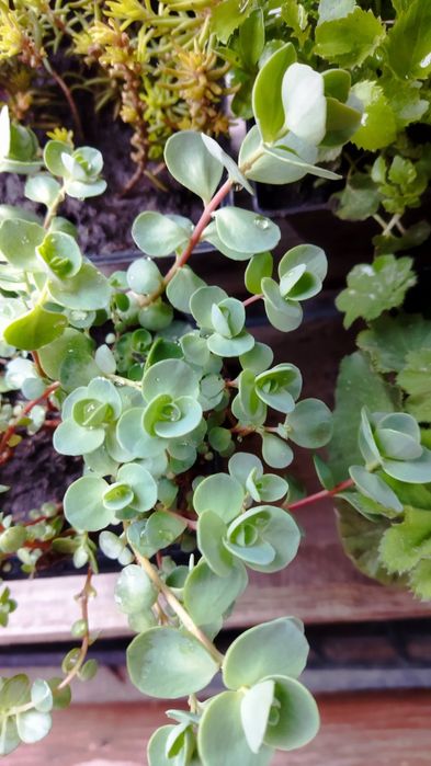 Грунтопокривні рослини для Вашого саду