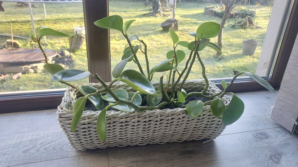 Вазони, вазони, квіткова композиція!