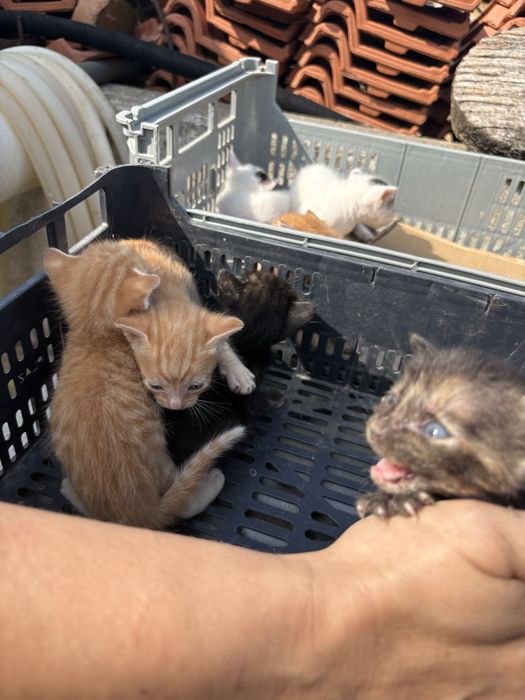 Gatinhos para doação responsavel