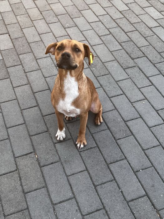 Маленький амстафф ищет дом