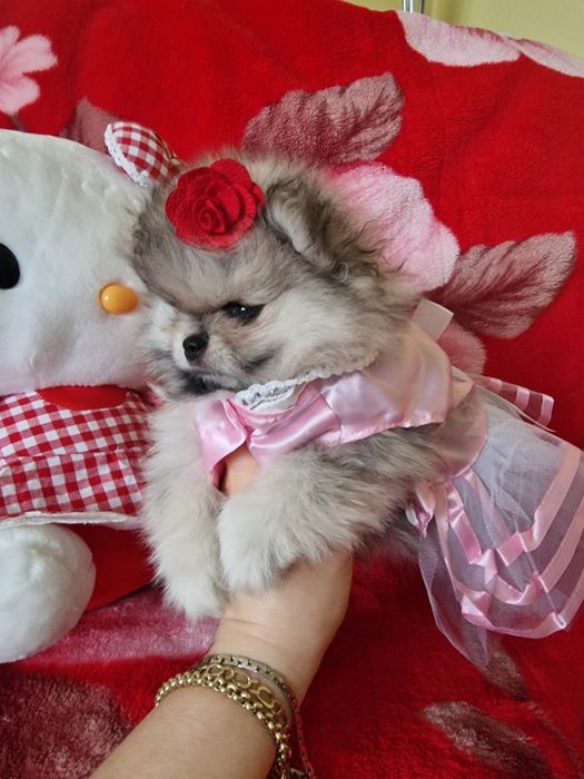 Pomeranian/Szpic Miniaturowy sliczna suczka miniatureczka