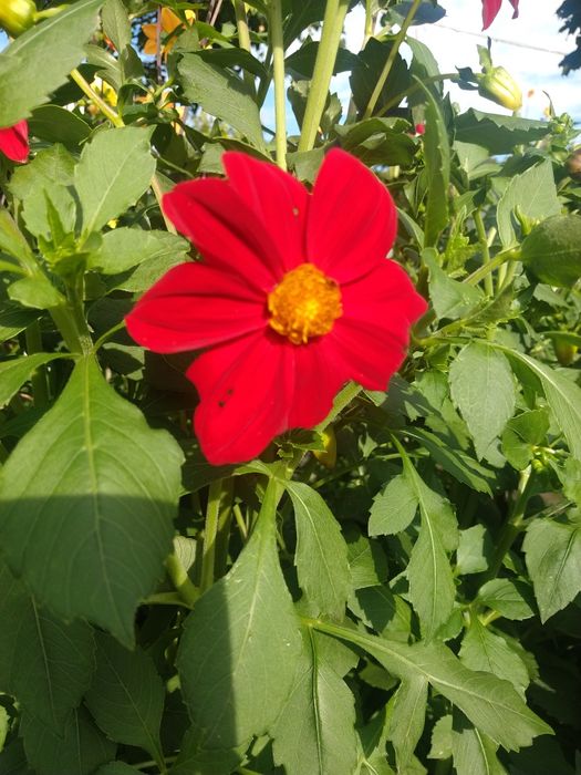 Nasiona dalii niskich 20 sztuk