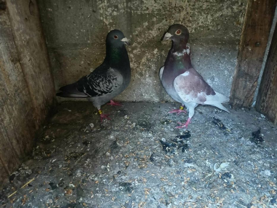 Gołębie pocztowe samce cena za dwa