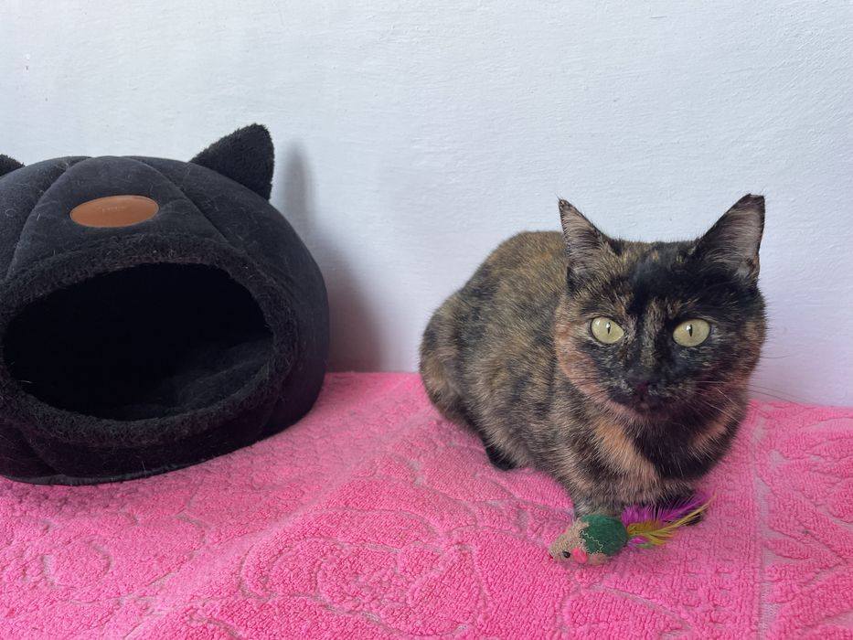 Кошечка в добрые руки