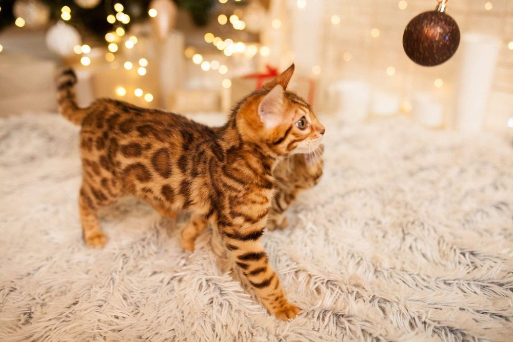 Бенгальские котята