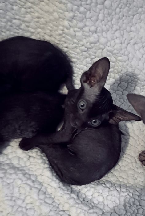 Петерболд. Петербургский свинкс (ориентальный).