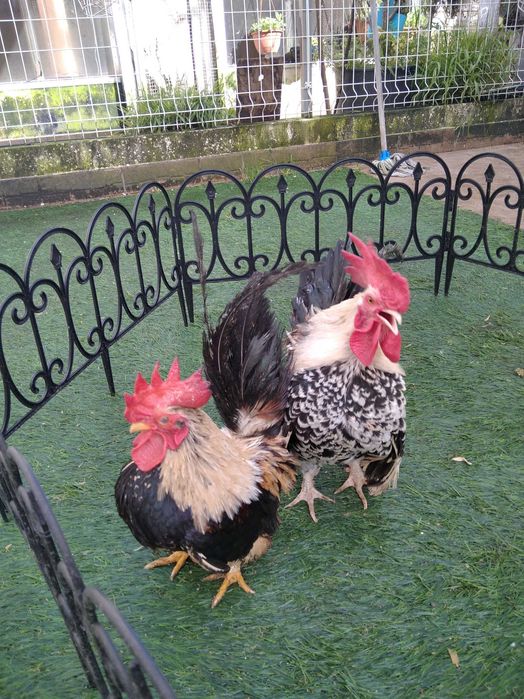 Casal de Nagasakis e machos isolados