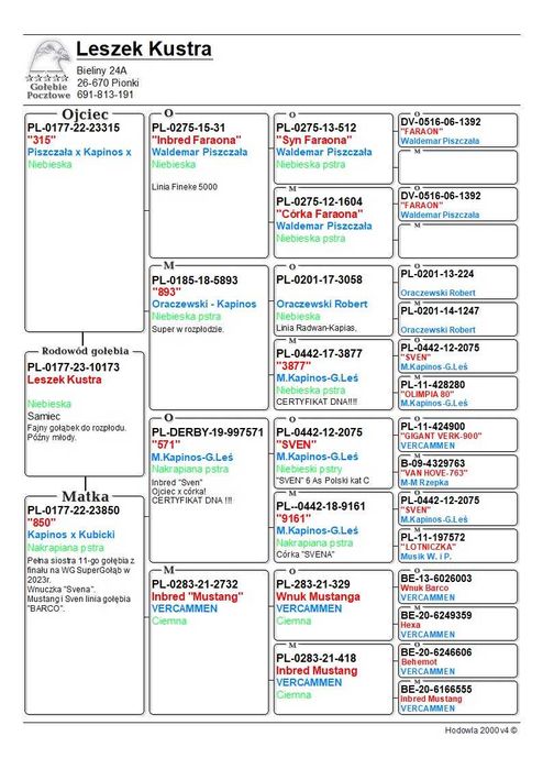 Gołębie pocztowe Leszek Kustra - samiec 2023r nr 10173