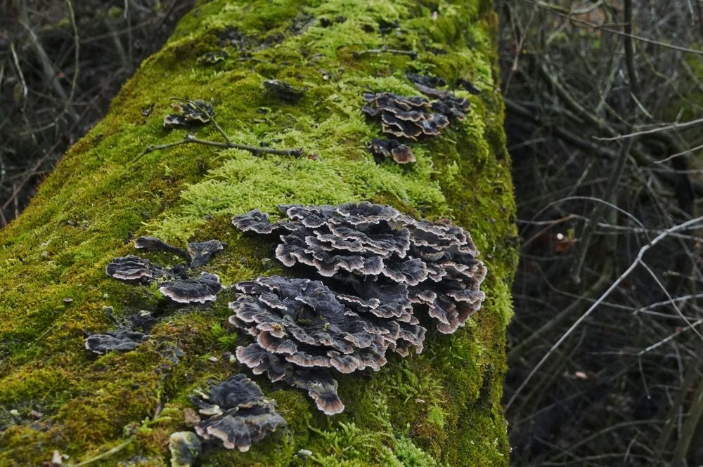 Wrośniak różnobarwny [Coriolous] [Turkey tail] - suszony