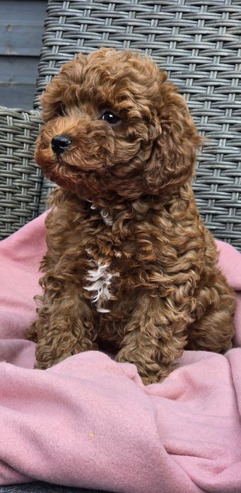 Cavapoo f1b/ chłopczyk